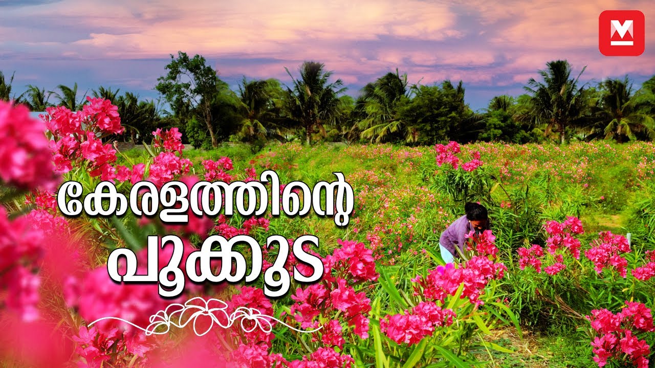 കേരളത്തിന് നിറങ്ങൾ ചാർത്തുന്ന ​ഗ്രാമം | Thovalai Flower Market