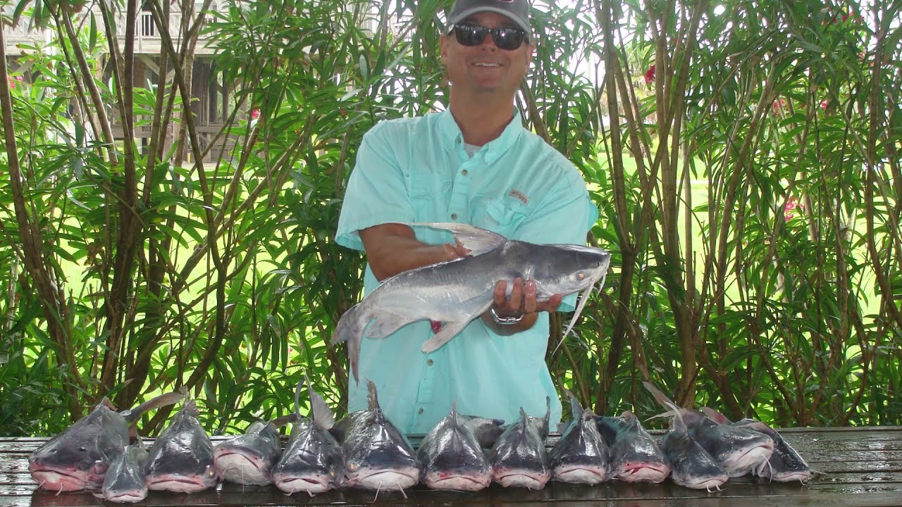 Redneck 101- How to Catch Gafftop Catfish