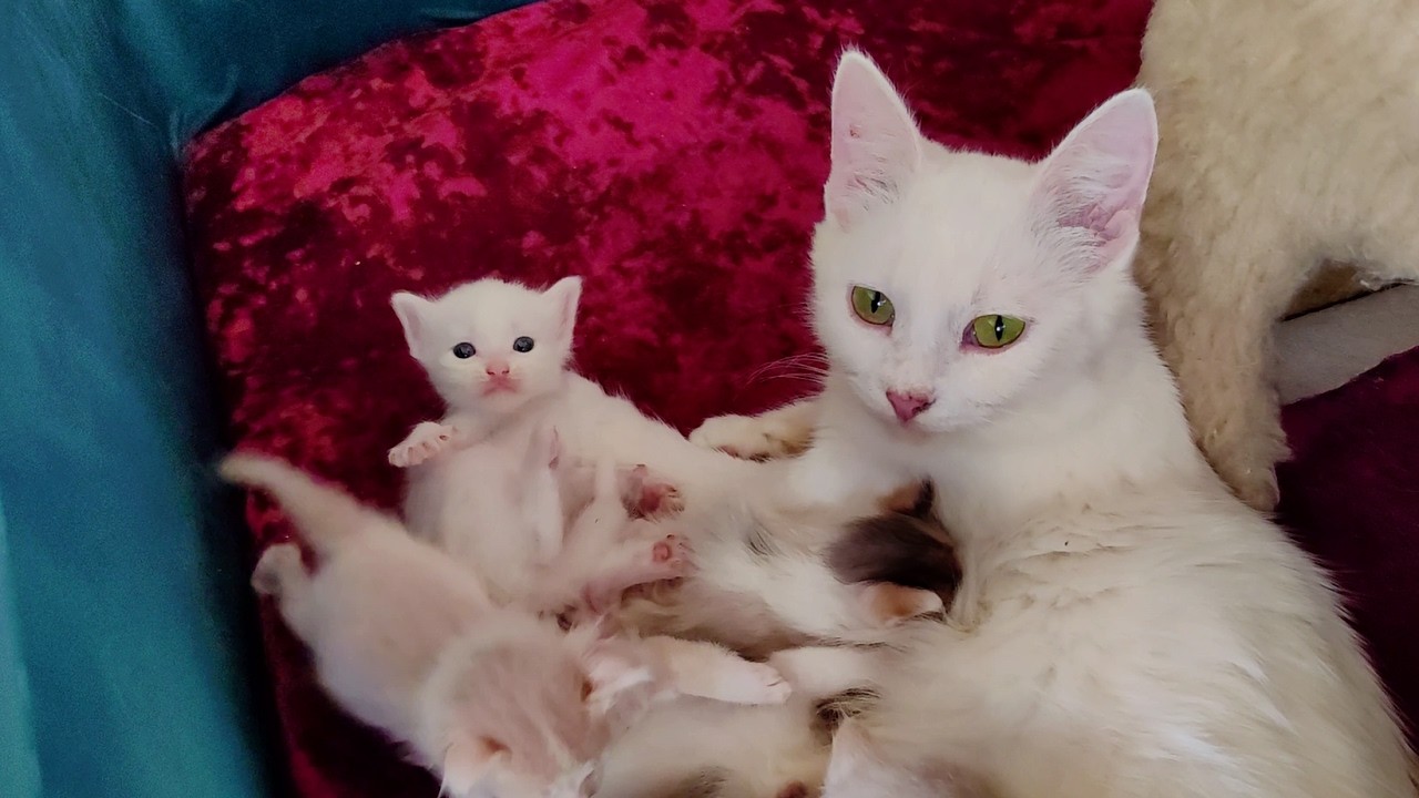 A mother cat and her kittens. The cat is feeding her kittens.