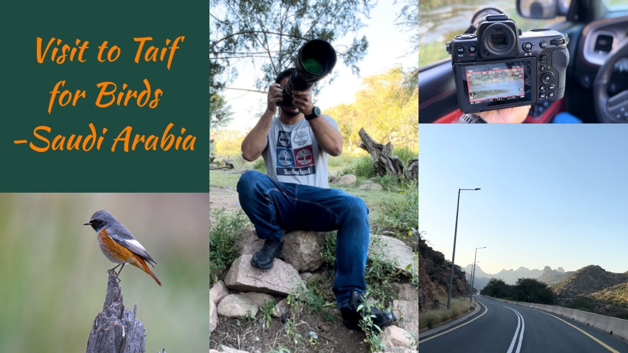 Birds Photography with my Nikon Z8 in Taif Region - Saudi Arabia  #nikon #birdsofsaudiarabia #birds