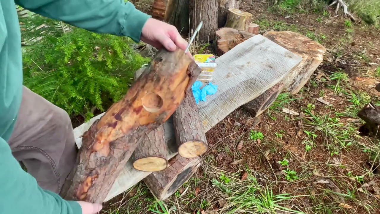 DIY Woodpecker feeders….that’s work!