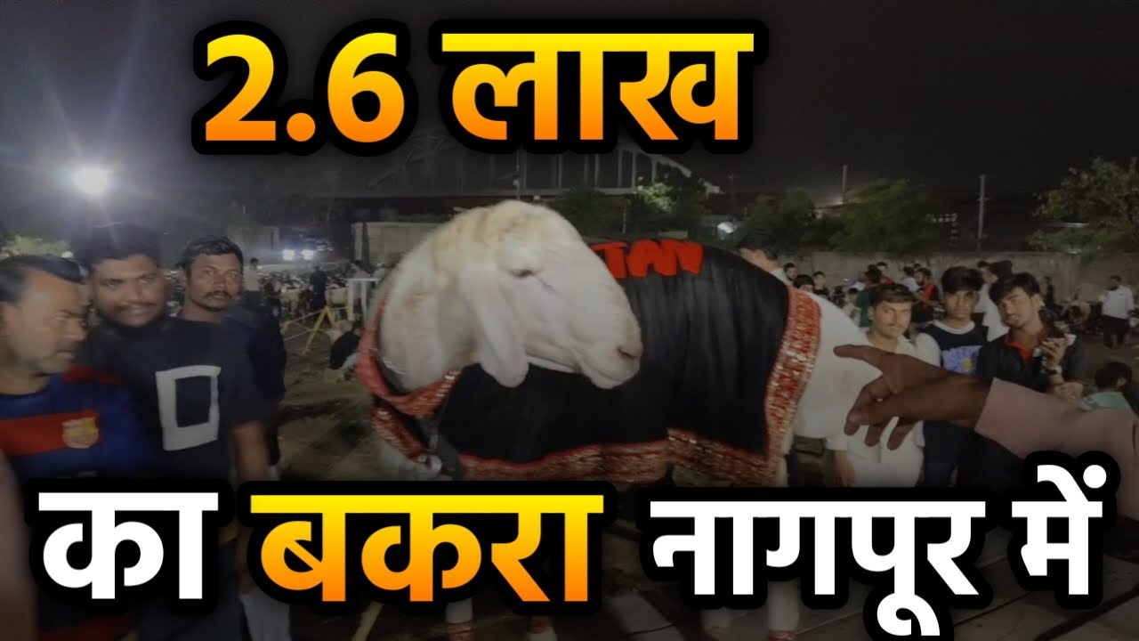 2.6 लाख का बकरा नागपूर कलमना मार्केट में | Goat Market Nagpur | goat market 2025 | @indiafactnews