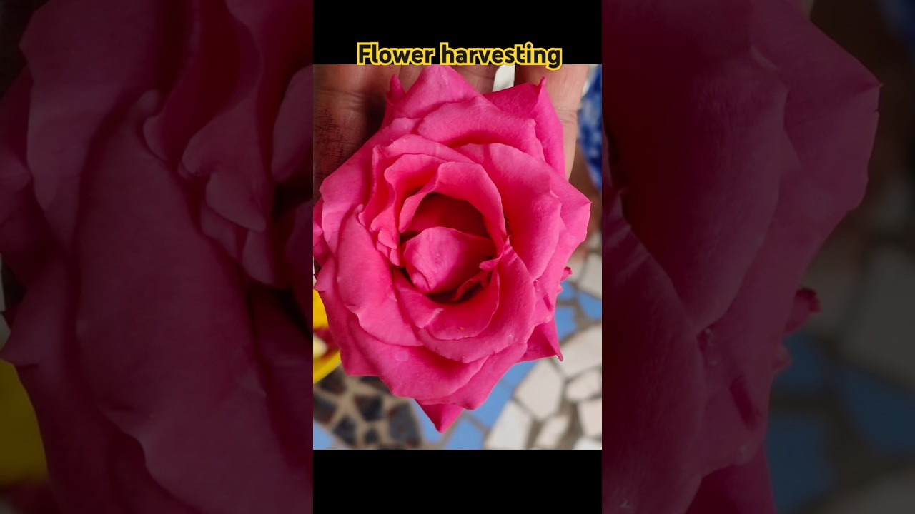 flower harvesting || 