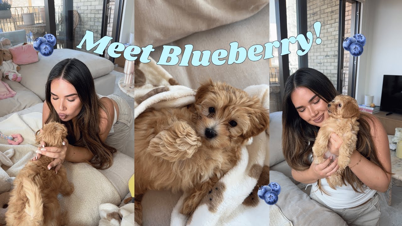 WE HAVE A NEW PUPPY!! | Meet Blueberry 🫐🐶🥹🌥