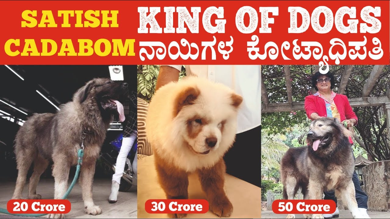 OKAMI just costs ₹50 crore. SATHISH CADABOM - King of Dogs. Some treasures are priceless..