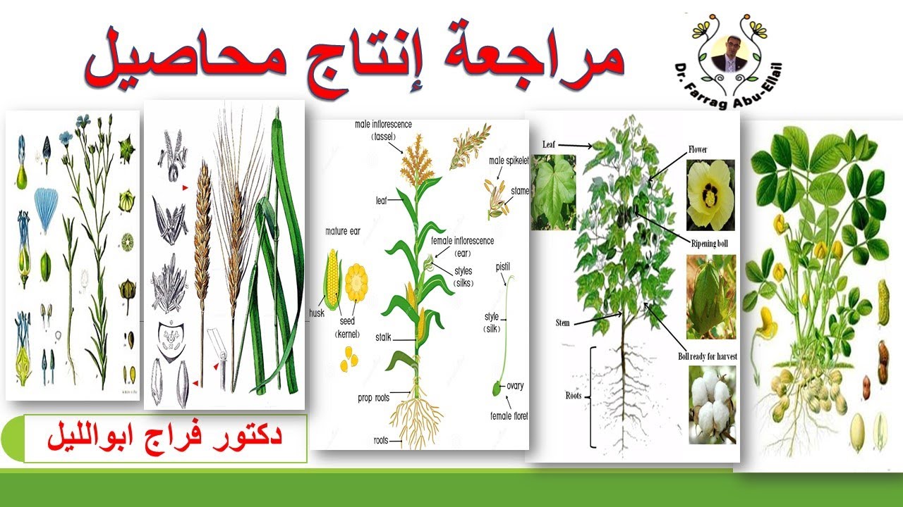 مراجعة إنتاج  محاصيل الفرقة (الثالثة والرابعة) لطلاب المعاهد العليا وكليات الزراعة