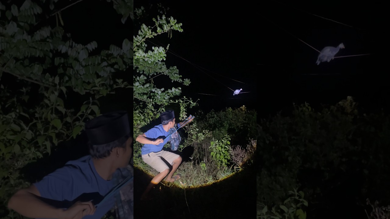 hunting jungle fowl requires clever tactics #trendingshorts #cutiAnimals #amazing #funny #explore