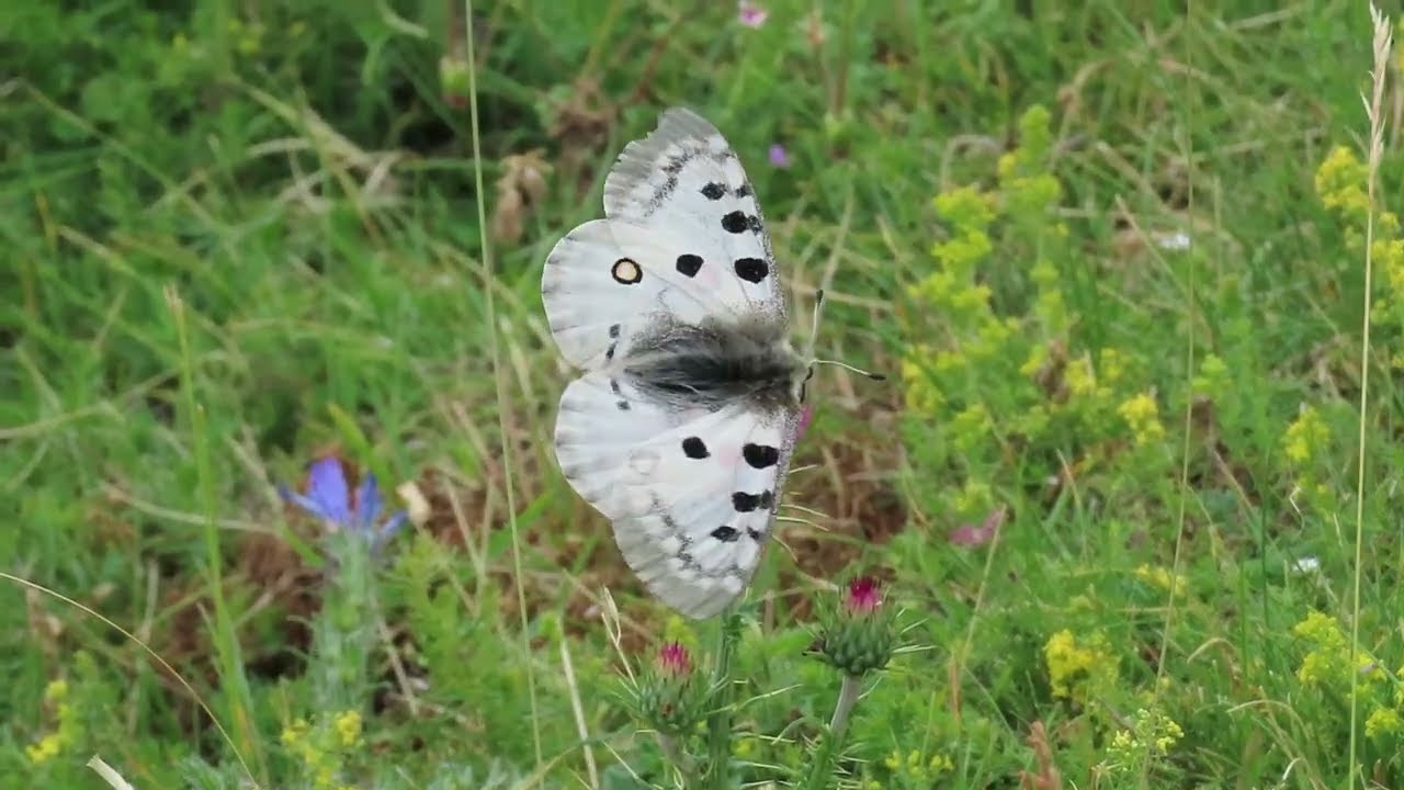 100th Video: Closest Apollo butterfly for 25 years! 20 July 2025