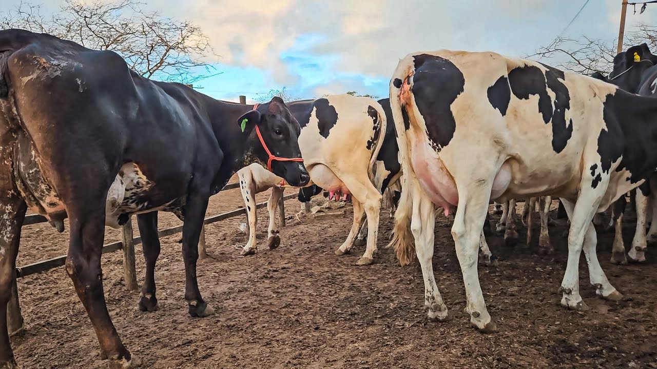 VACAS DE 1º CRIA DANDO 20 KG POR DIA - FAZENDA ZÉ DE DANDA!!