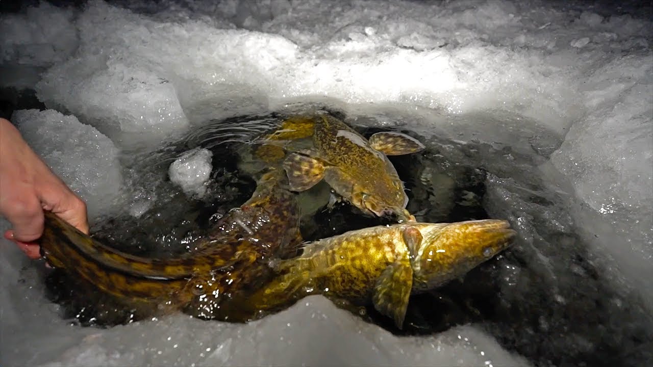WEIRDEST Fish Through The Ice!