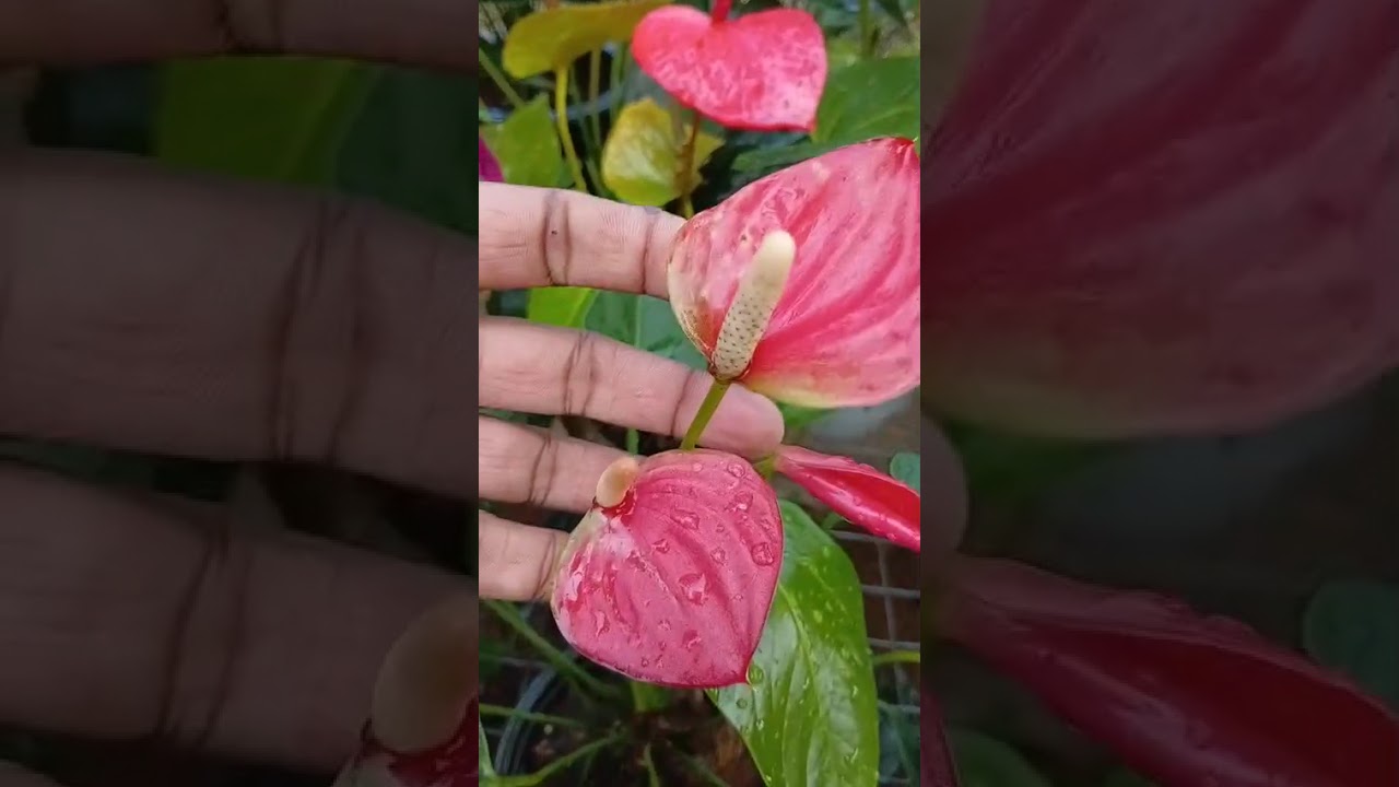 ඕනෙද ?? ඕනේමද ??? පැකේජ් අංක 612 අමතන්න 076 4051703 