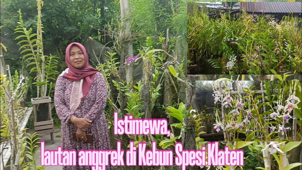 Lautan anggrek di Kebun Spesi Klaten #fsfr #anggrek #spesies #klaten