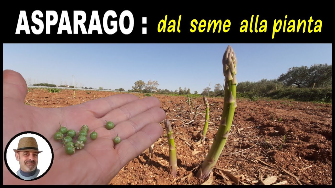 Seminare l'asparago, sembrar espárragos, sow asparagus