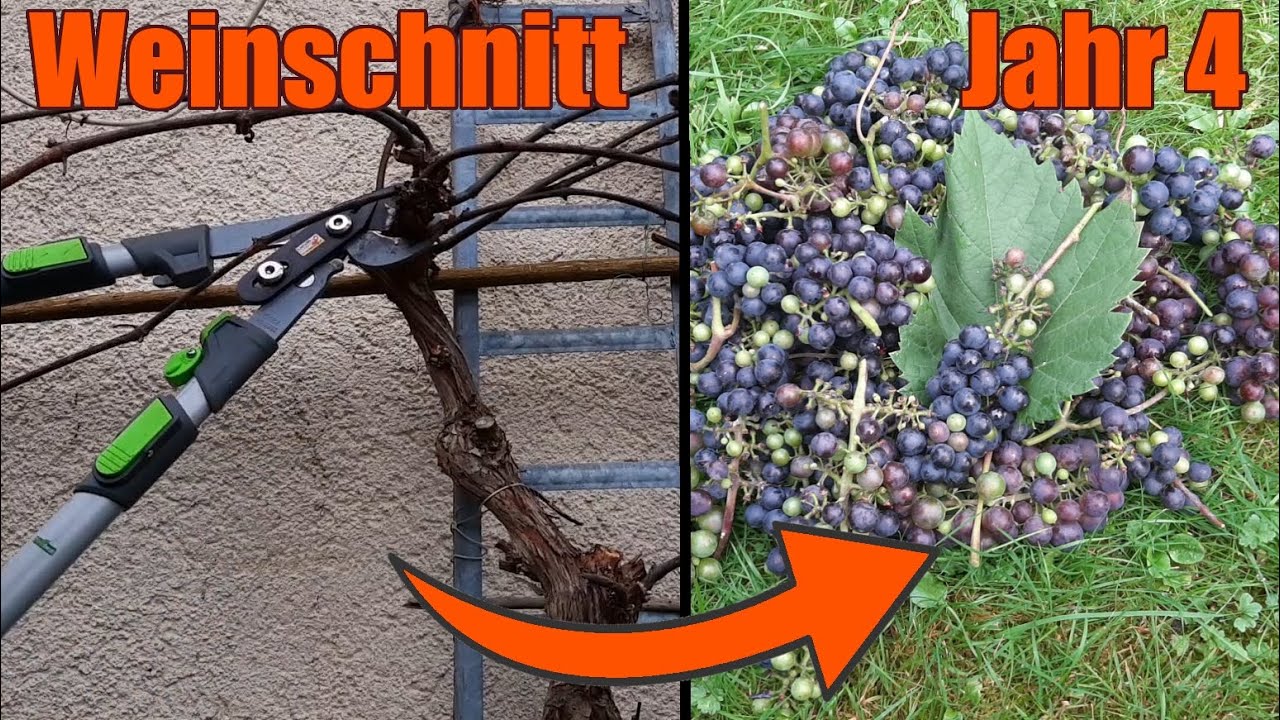 Einfacher Weinschnitt, Sommer + Winterschnitt, Neuzucht (in Jahr 4, Tutorial 2021)