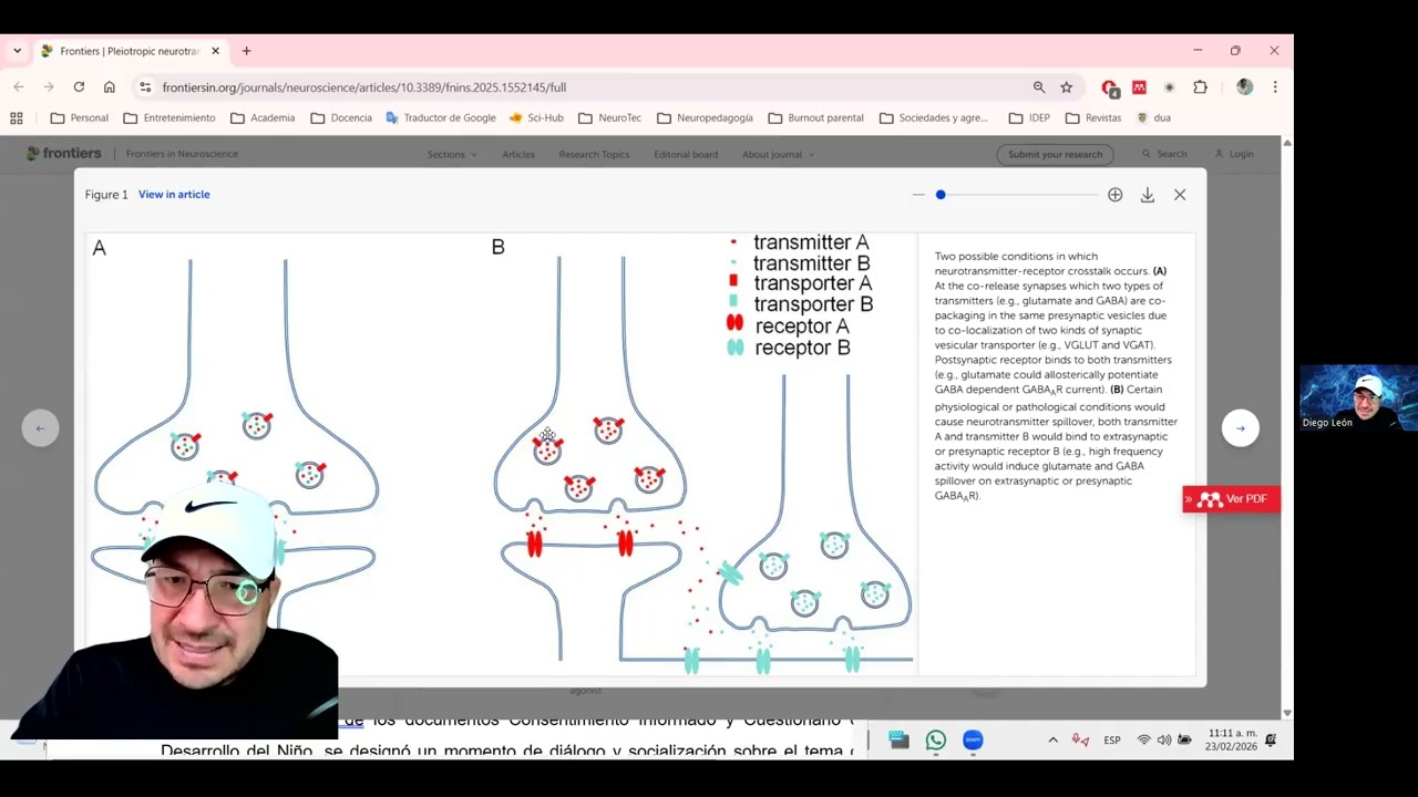 Dialogo Cruzado entre Neurotransmisores: Neurotransmitter Crosstalk