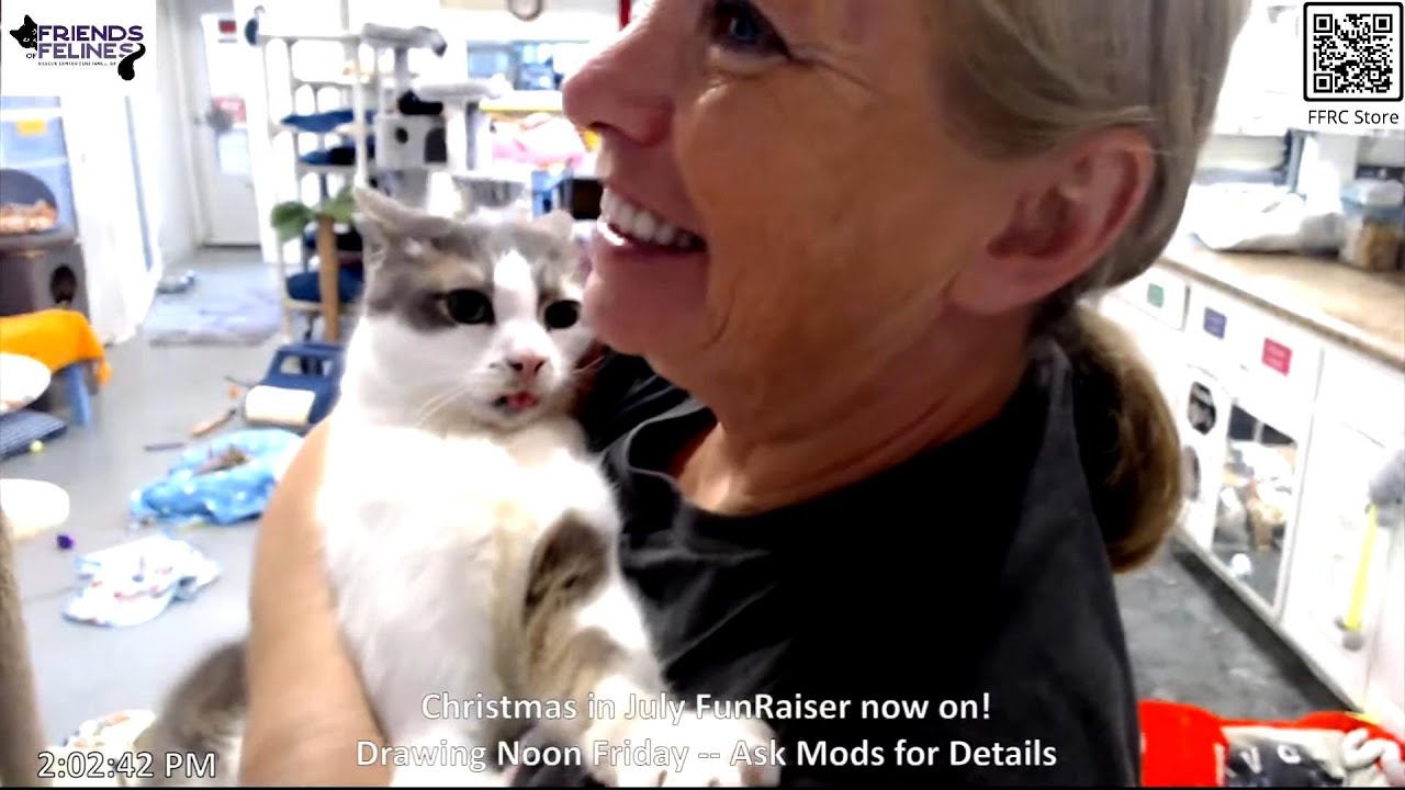 Rock-A-Bye Derecho 07-17-2025 by StripeyD Friends of Felines Rescue Center (FFRC)