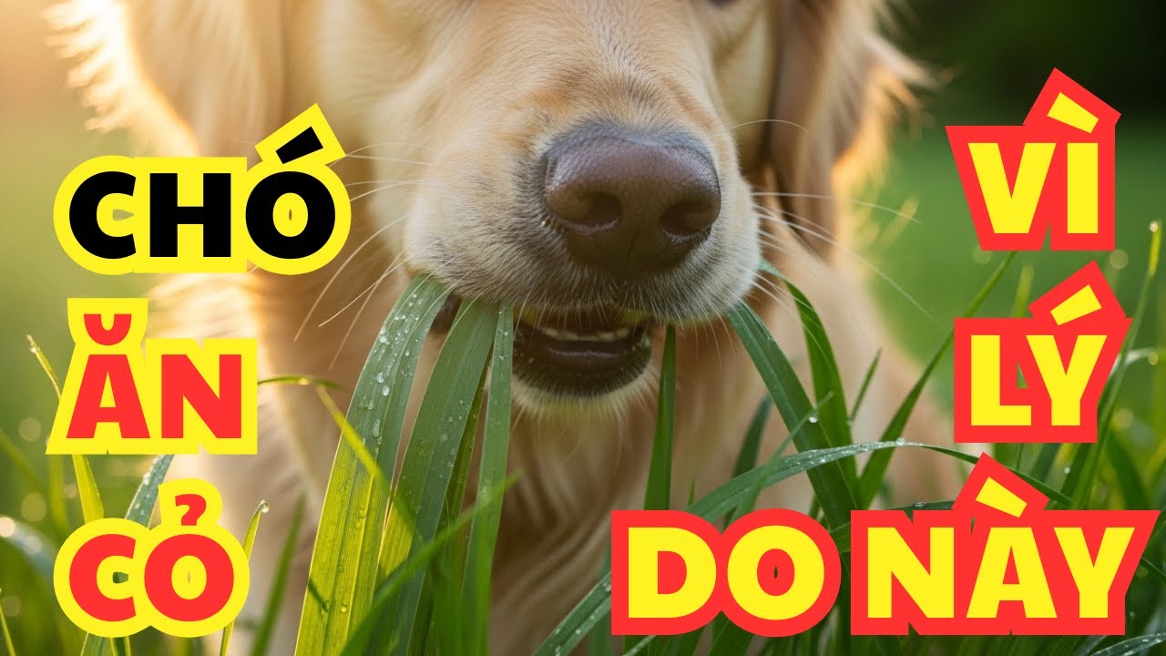 Tại sao chó ăn cỏ? 5 lý do bất ngờ bạn cần biết
