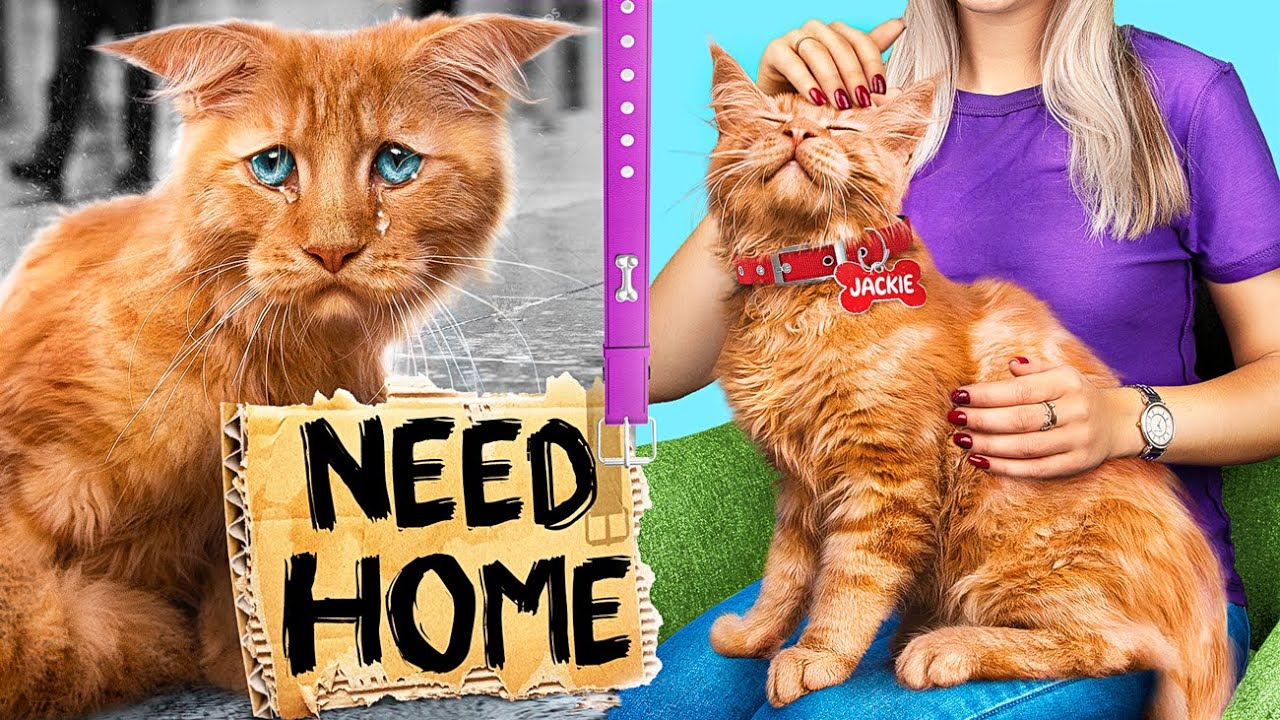 Facciamo un Rifugio per Animali Domestici in Casa / Sfida