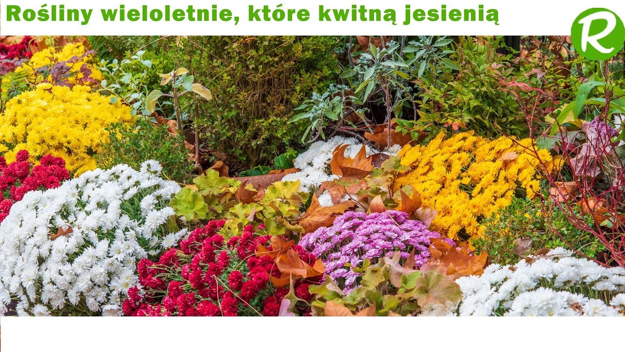 Rośliny wieloletnie, kt&oacute;re kwitną jesienią