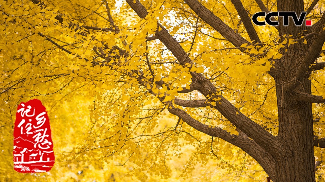 秋日浪漫限定！来“中华银杏第一村”瞧瞧 银杏树下的生活什么样？20220128 |《记住乡愁 第八季》CCTV中文国际
