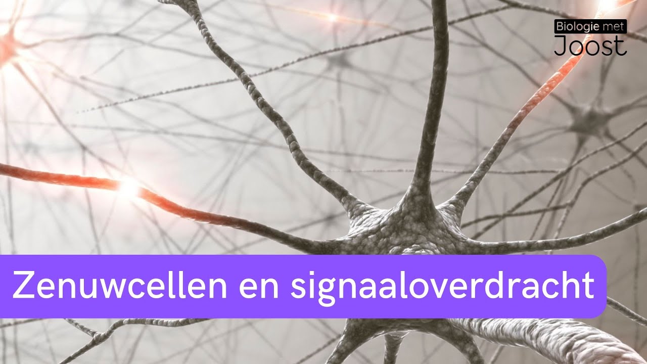 Signaaloverdracht in het zenuwstelsel | Van dendriet naar synaps
