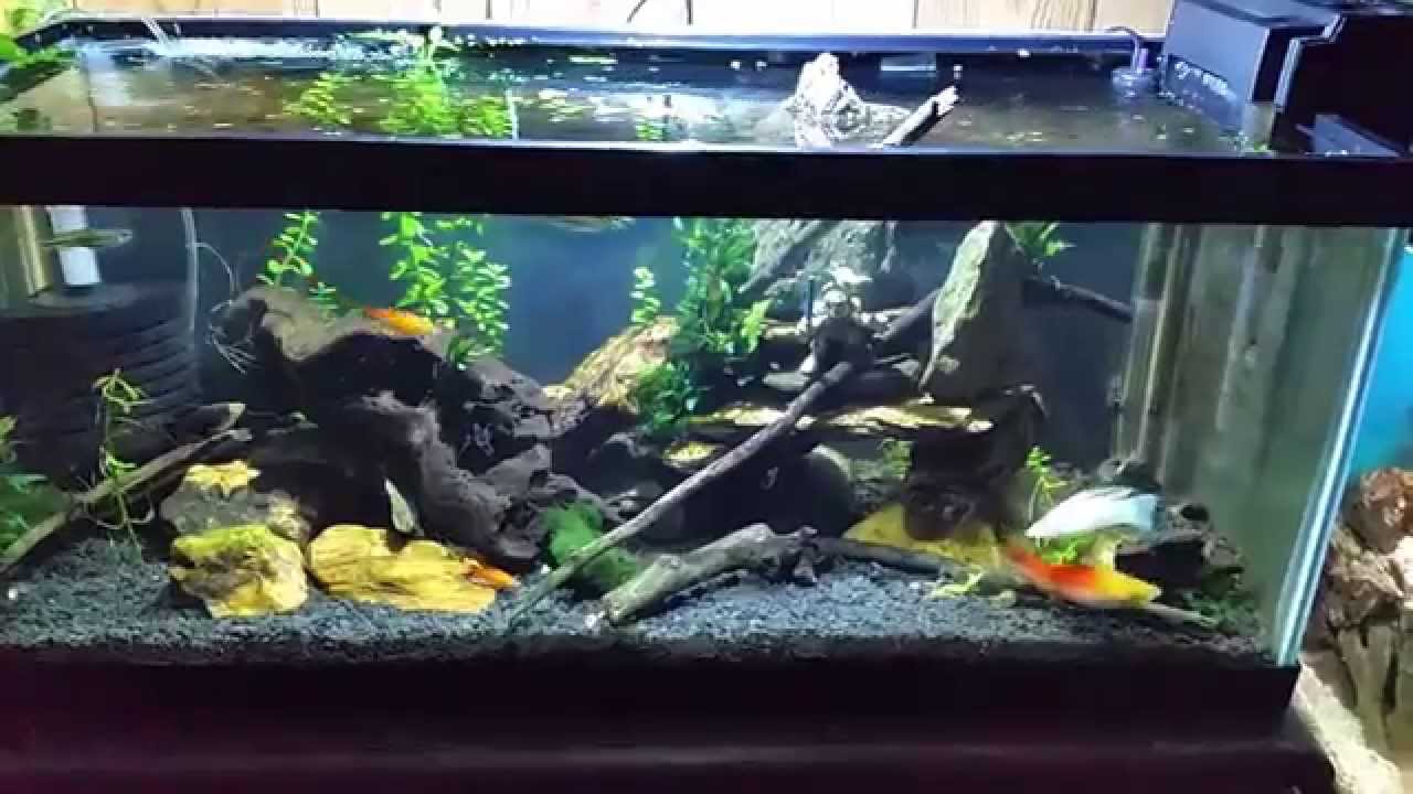 My Brackish Tank while I discuss some brackish basics.