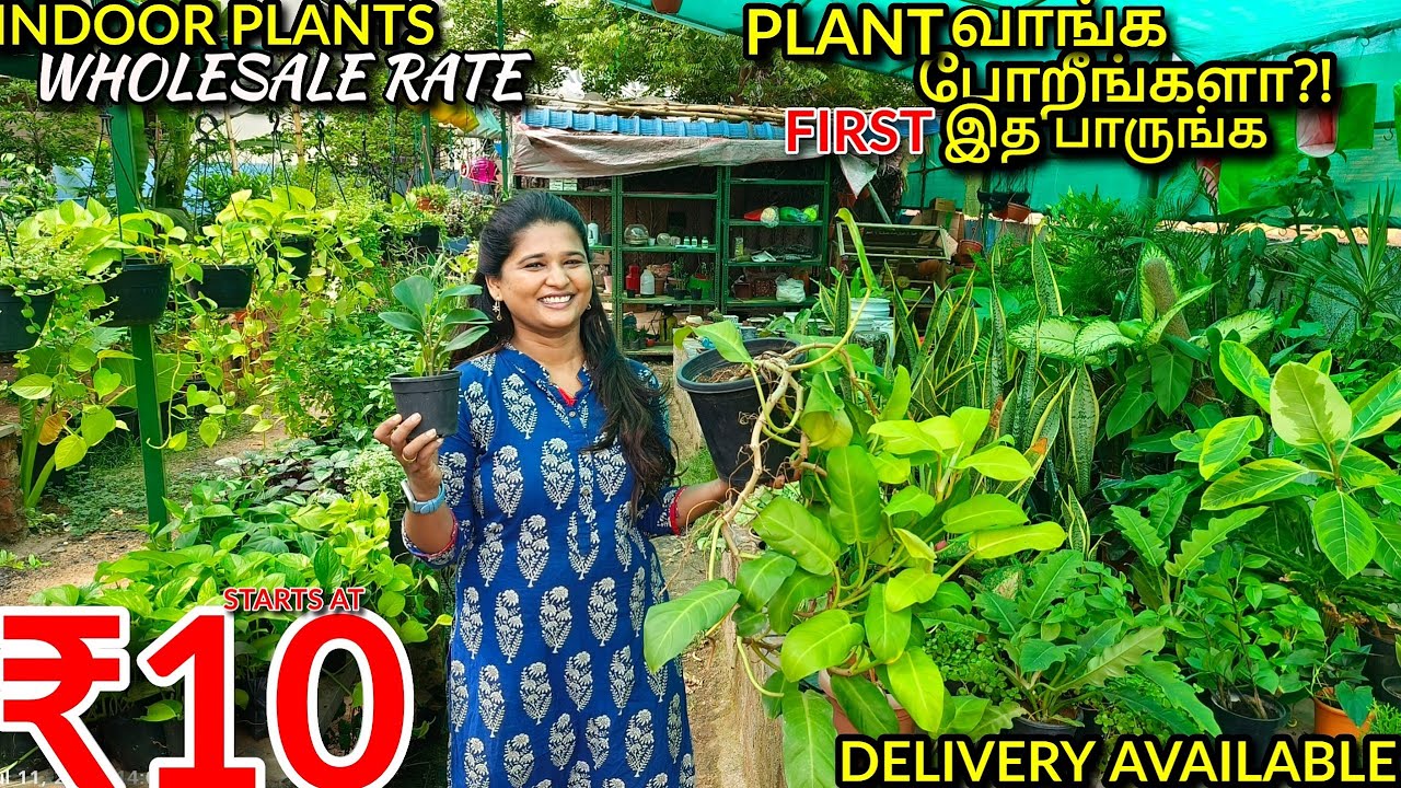 ரு10 முதல்.. Best and Cheapest Nursery / indoor & outdoor plants