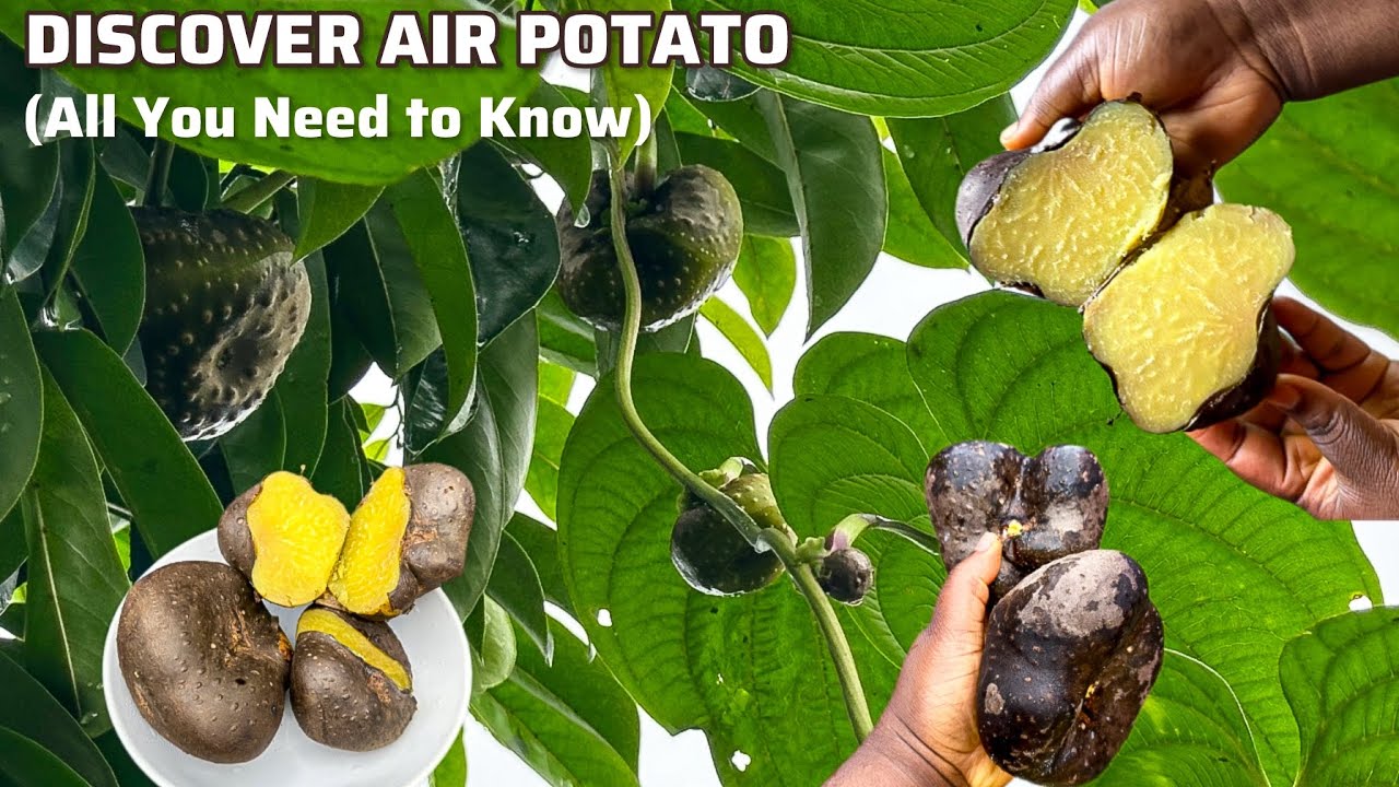 Откройте для себя воздушный картофель | Dioscorea bulbifera | Funtuh/Itu | Все, что вам нужно зна...