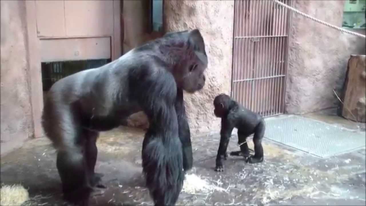 Gorilla Richard