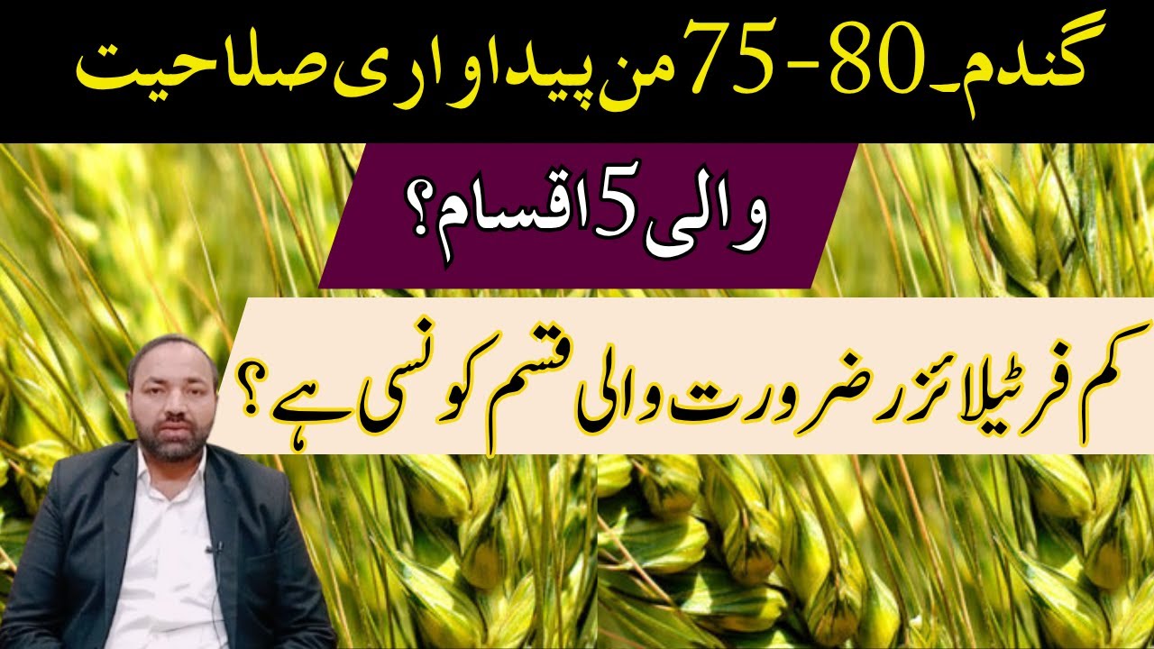 Top 5 Wheat Varieties for 80 Maunds Yield | Cyber Agri Extension |