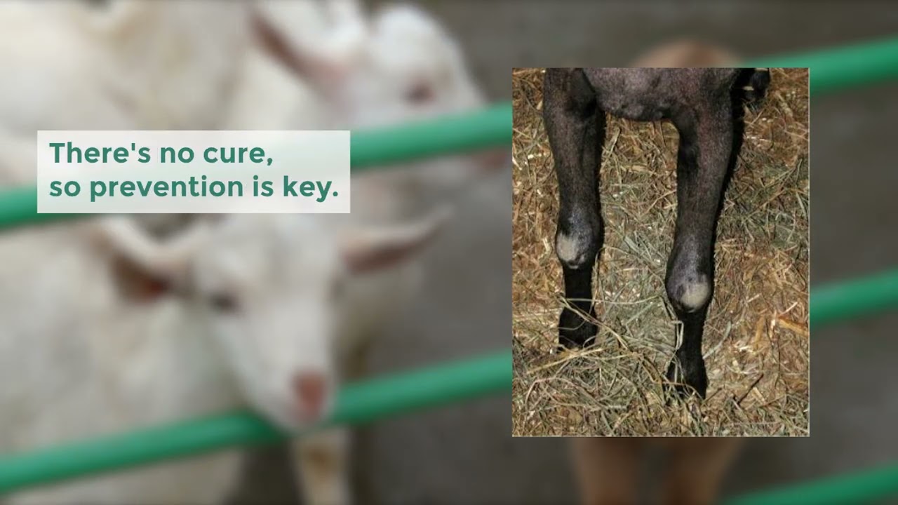 Common Goat Diseases and How to Prevent Them | Goat Farming Guide