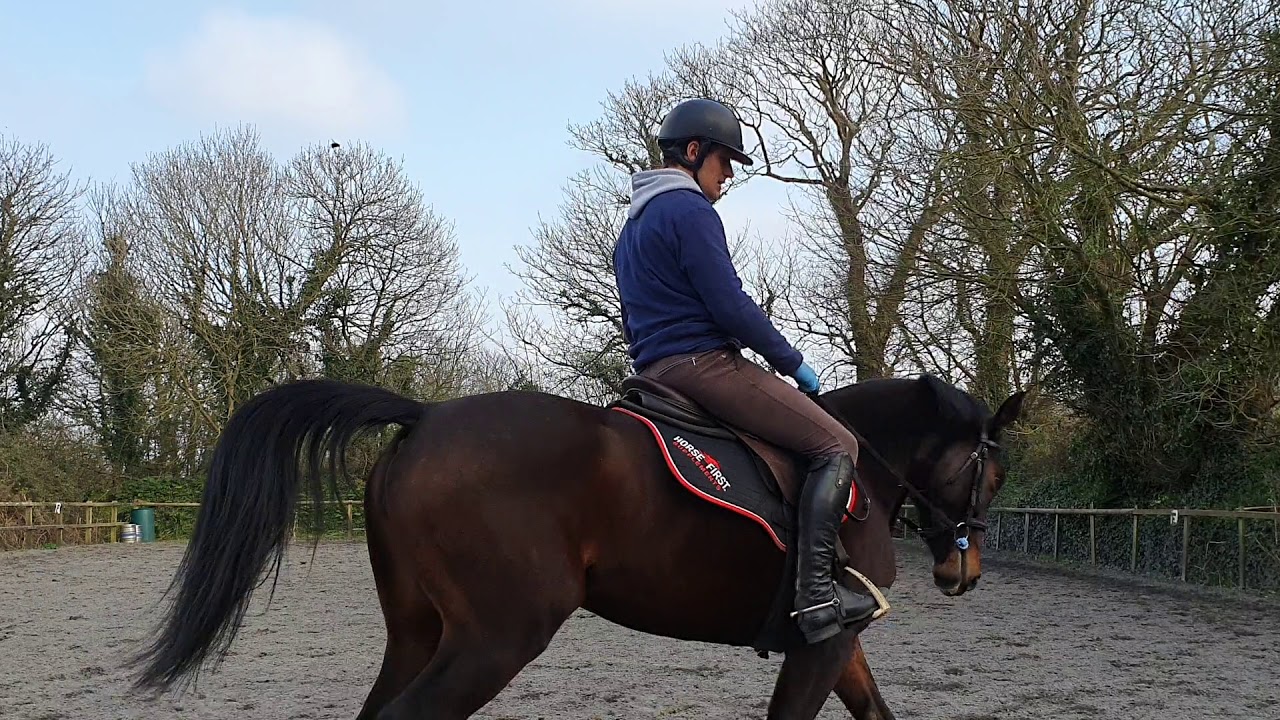 Scales of training - introducing rhythm, suppleness and contact
