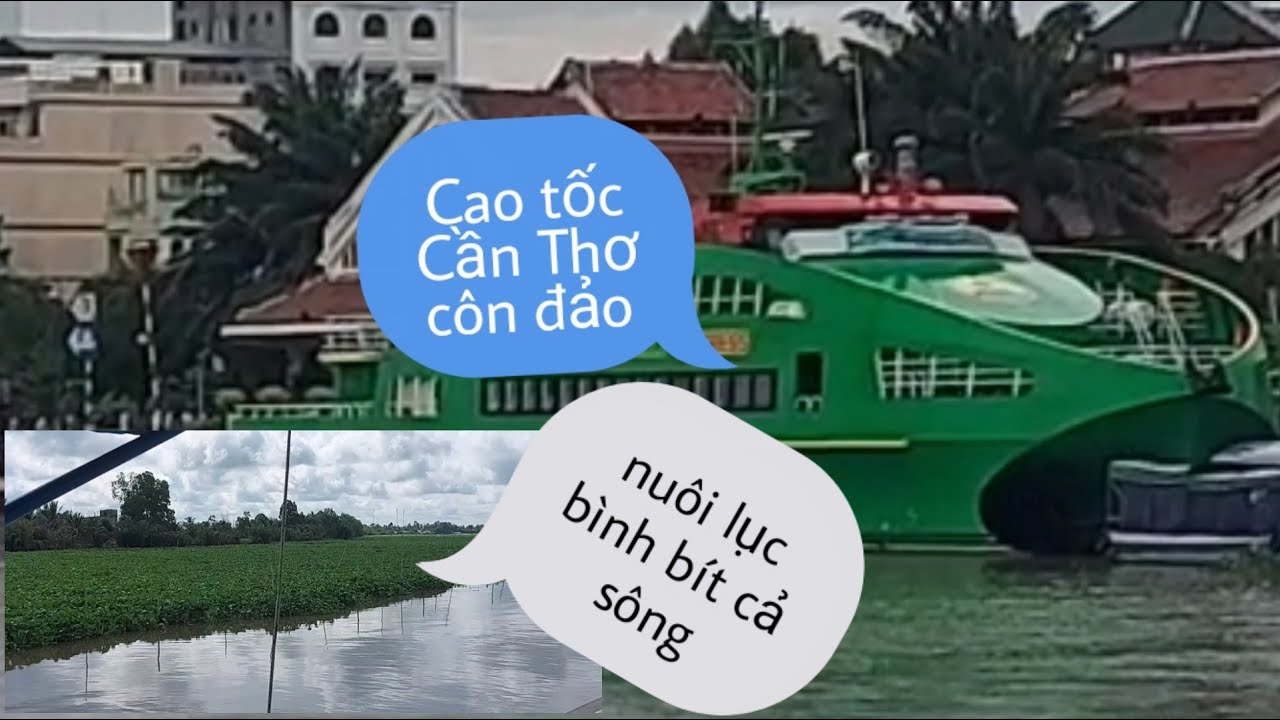 #11 phước Huỳnh thu hoạch khủng từ cây lục bình
