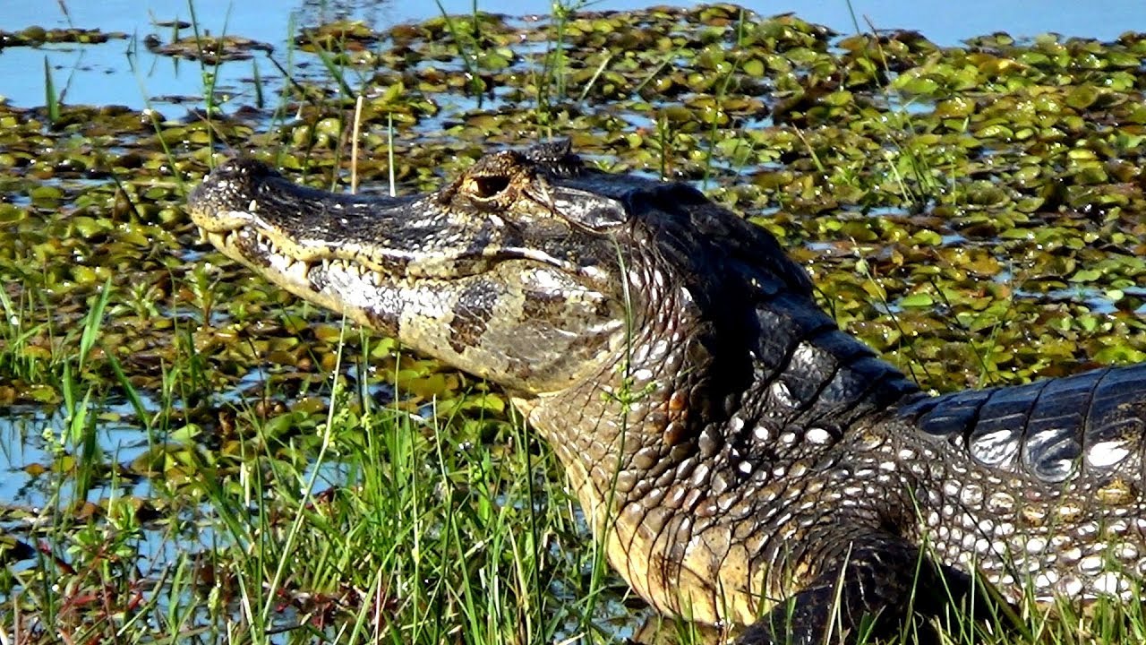 QUEM SOU EU? | Jacar&eacute;-do-pantanal