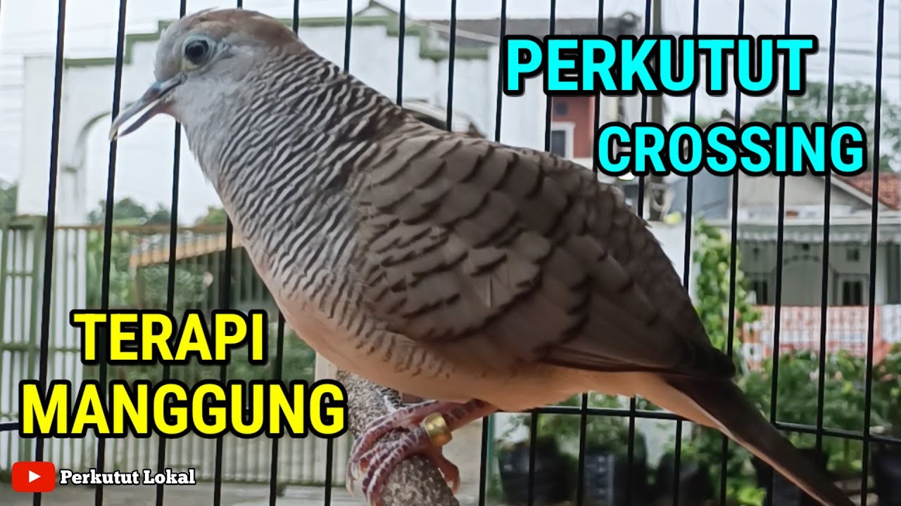 Suara Perkutut Crossing Gacor Manggung Bagus Untuk MASTERAN dan PANCINGAN #perkutut 