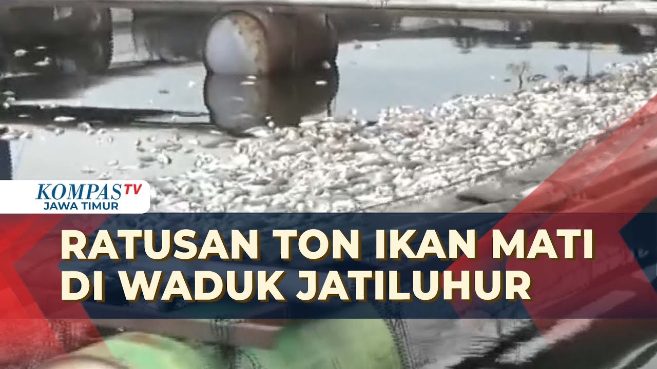 Ratusan Ton Ikan Mati Mendadak di Waduk Jatiluhur, Pemilik Kolam Rugi Hingga Rp 200 Juta!