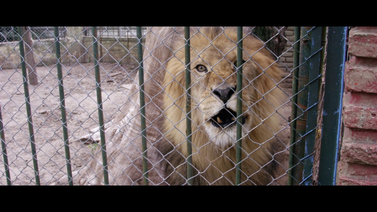 Argentina Rescue