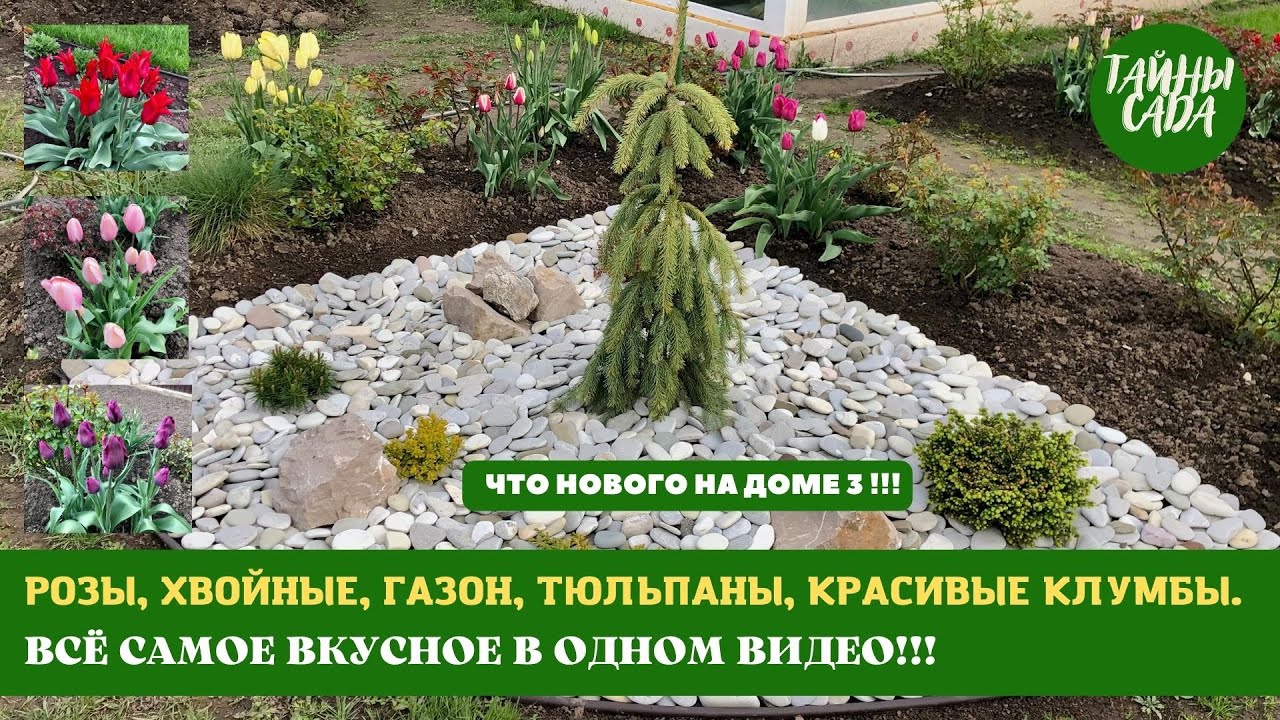 МОЙ САД В МАЕ. ЧТО НОВОГО НА ДОМЕ 3. РОЗЫ. ХВОЙНЫЕ. ГАЗОН. ТЮЛЬПАНЫ. КРАСИВЫЕ КЛУМБЫ И НЕ ТОЛЬКО.