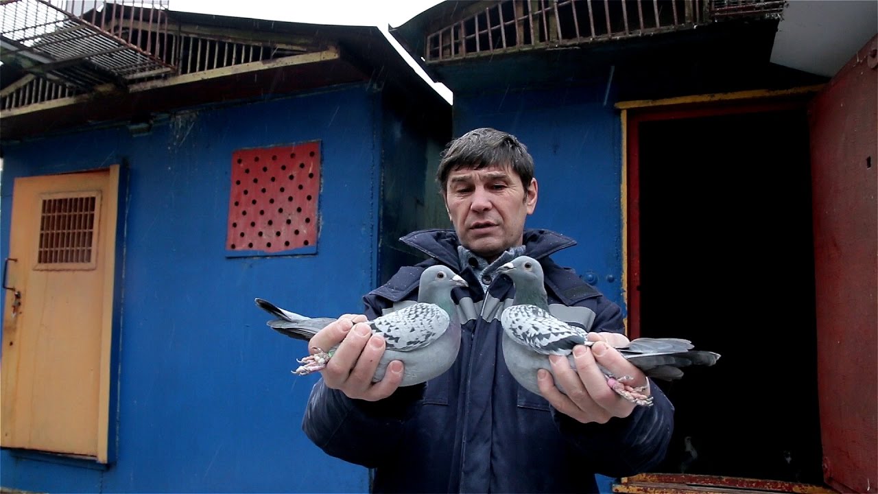 Спортивные голуби - дорогое удовольствие.