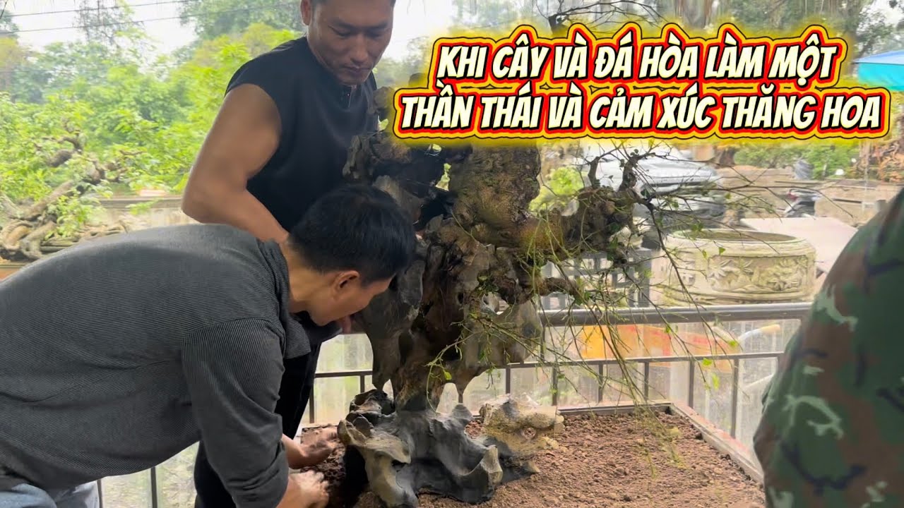 Khi Cây Và Đá Hòa Làm Một – Thần Thái Và Cảm Xúc Thăng Hoa#bonsai #bonsaitree #caycanh #bonsaiart88 