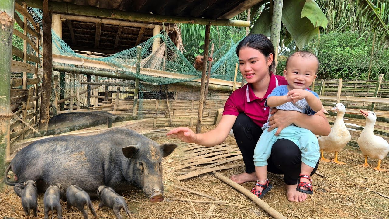 Happy to welcome 1 month old piglets - Harvesting Clausena fruit to sell at the market | Daily life