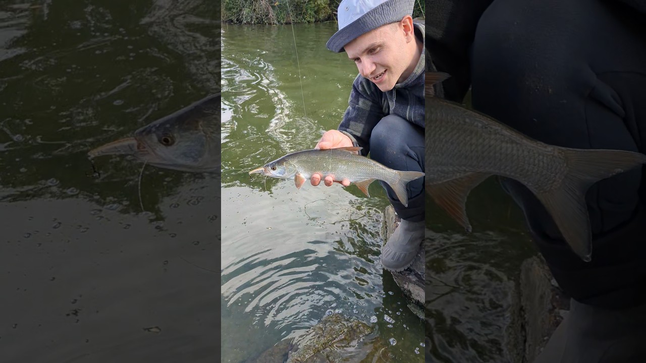 Mit dem OSP Bent Minnow auf kampfstarke Stillwasser Herbst-Rapfen Topwatern sorgt f&uuml;r richtig Laune😍