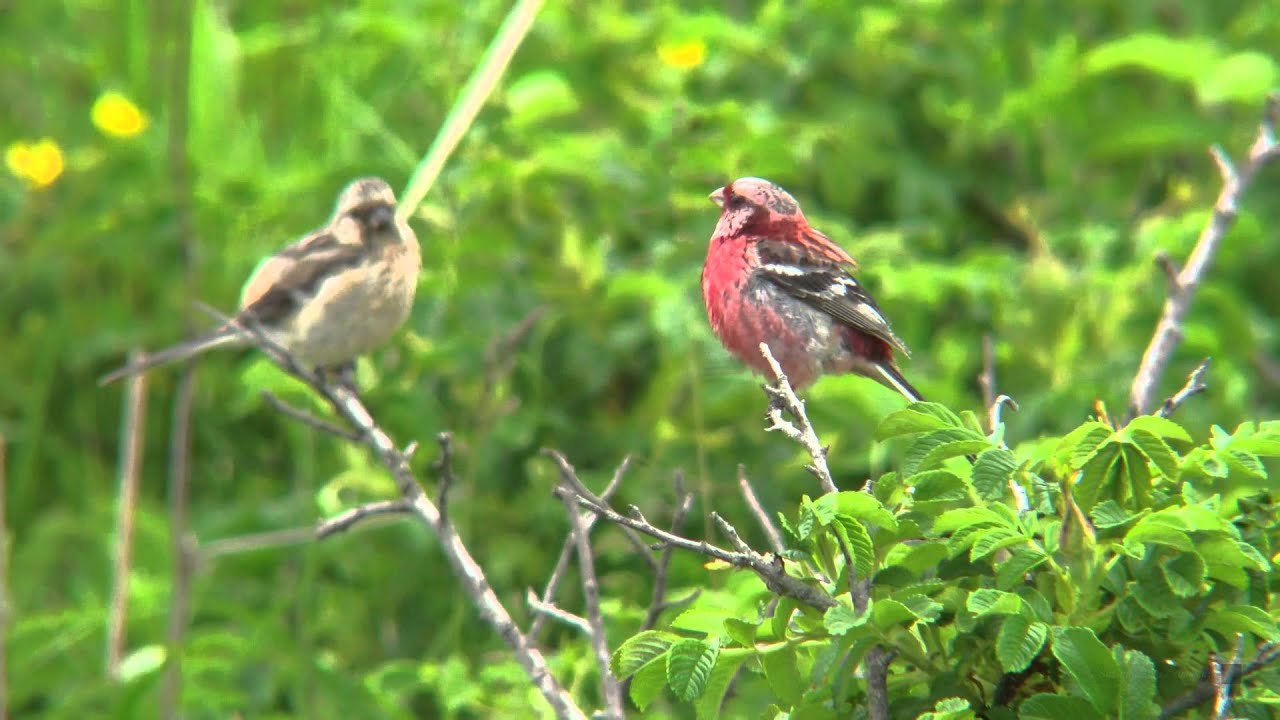 ベニマシコ（1）さえずりと地鳴き - Long-tailed Rosefinch - Wild Bird - 野鳥 動画図鑑