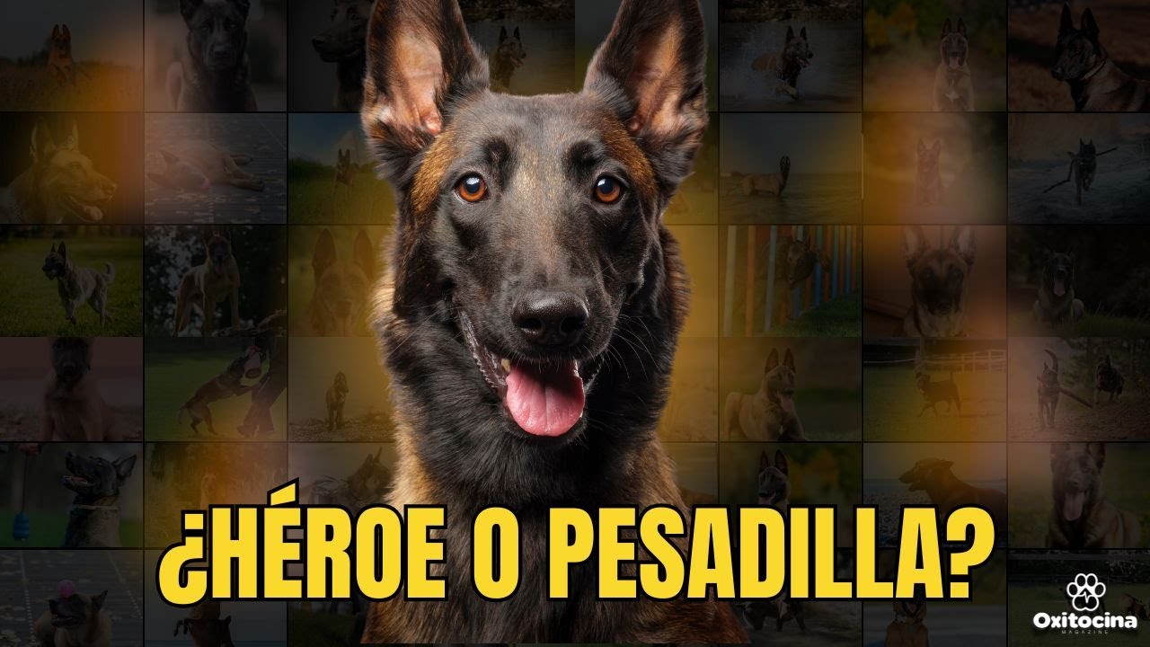 El Increíble Perro Que No Todos Pueden Tener 🐕‍🔥 | La Verdad del Pastor Belga Malinois