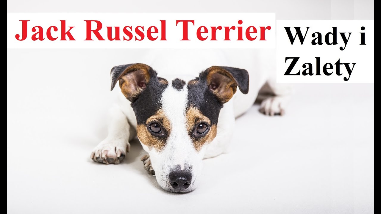 Jack Russel Terrier - WADY i ZALETY