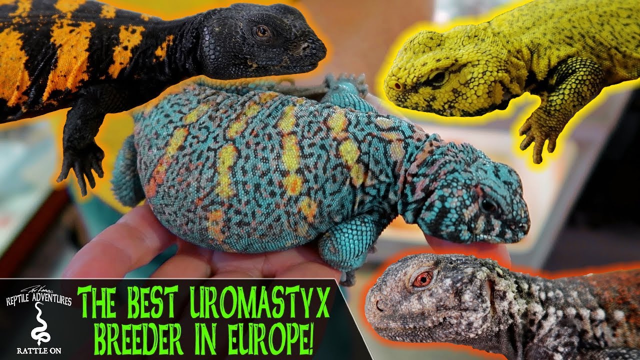 ЛУЧШИЙ ЗАВОДЧИК УРОМАСТИКСОВ В ЕВРОПЕ! (Руководство по уходу за Уромастиксами от Камиэля Хамерса)