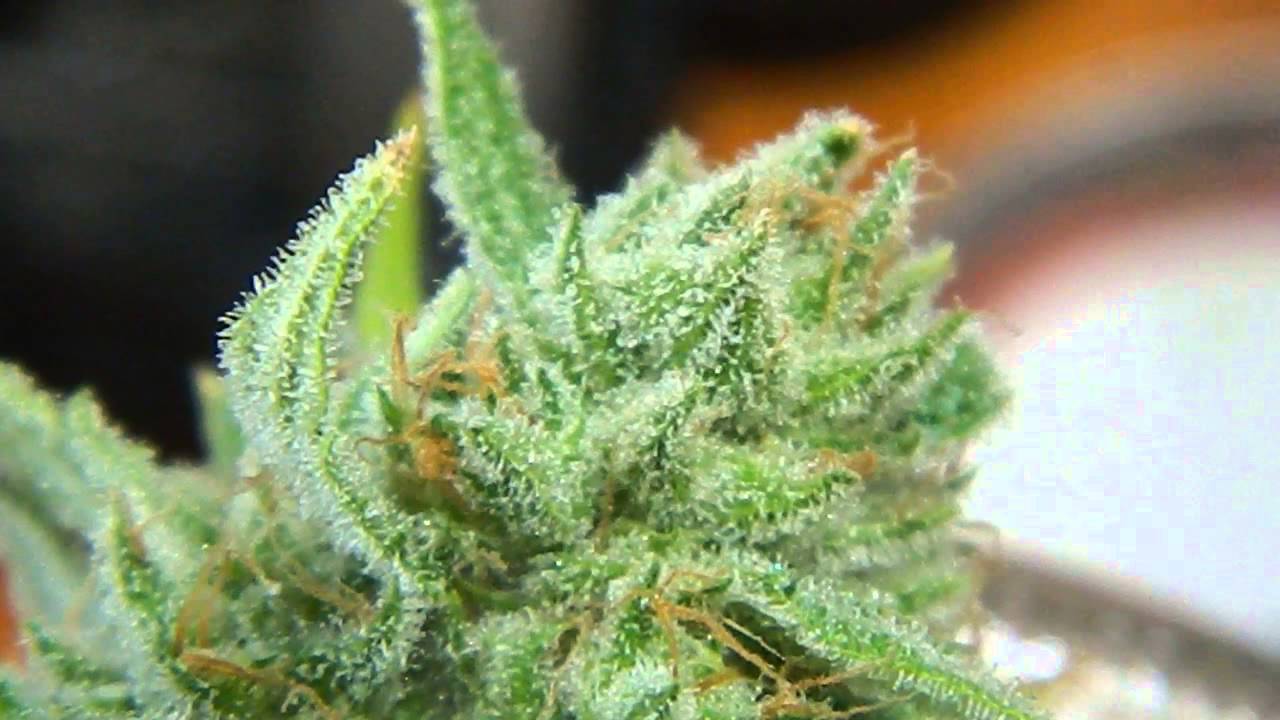 Pre-Trim Close up of MajorBurns Critical Sensi Star