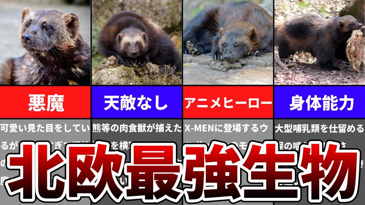 【ゆっくり】小さな悪魔と呼ばれる危険生物