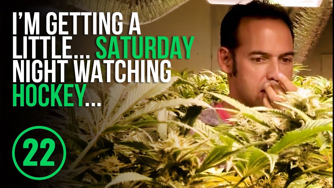 A look at Colorado pot before legalization of marijuana in Canada