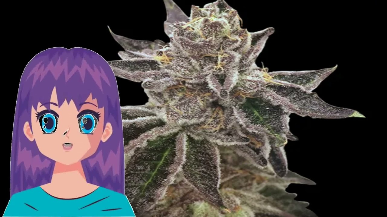 Cookie OX &ndash; Rare Dankness Seeds